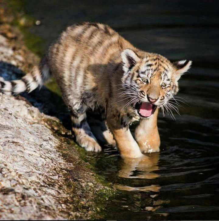 Женщина-убийца из Великой династии Сун — Глава 526