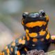 Salamandra93